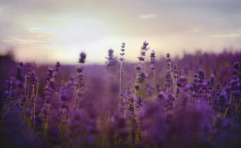 Foto: Kelly Rabie/pexels.com