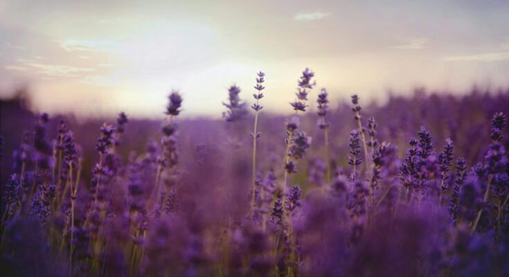 Foto: Kelly Rabie/pexels.com