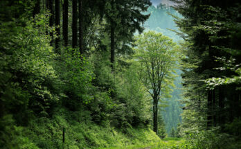 Foto: mali maeder/pexels.com