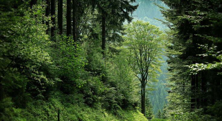 Foto: mali maeder/pexels.com