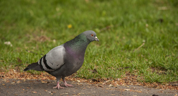 Symbolbild. Foto: pixabay.com/Krzysztof