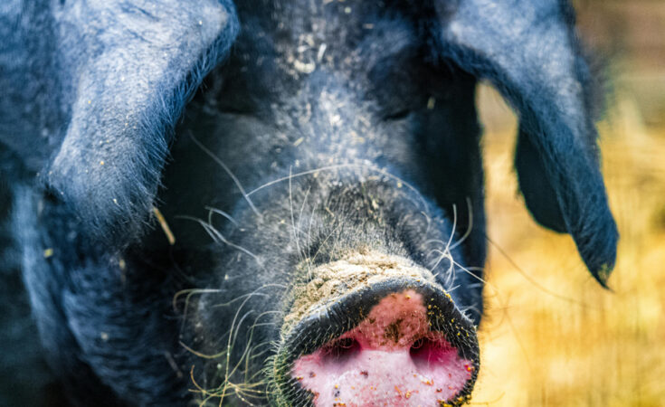 Foto: Matej Bizjak/pexels.com