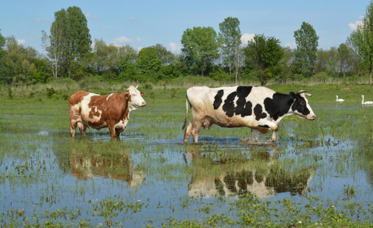 Foto: Sasa Vidiner/pexels.com