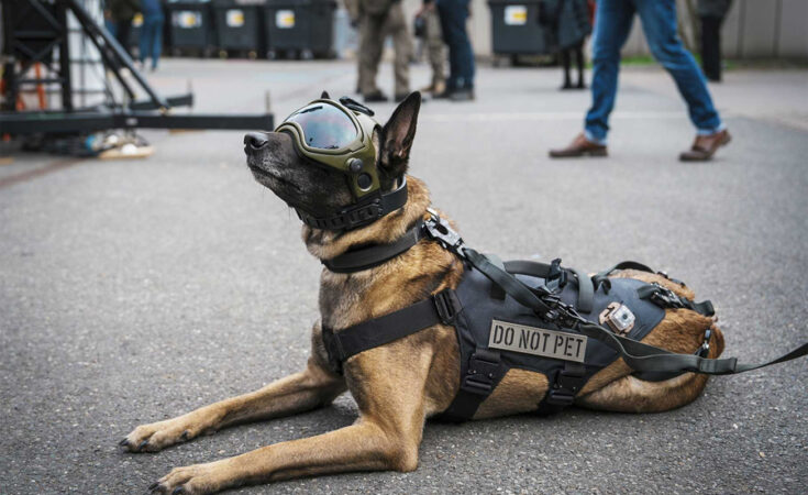 Diensthund liegt auf Asphalt auf Enforce Tac © NürnbergMesse/Heiko Stahl