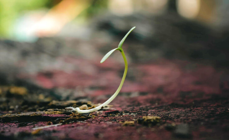 Foto: Gelgas Airlangga/pexels.com