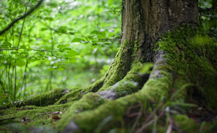 Foto: mali maeder/pexels.com