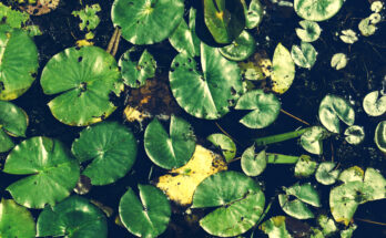 Foto: Scott Webb/pexels.com