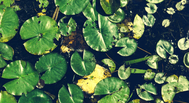 Foto: Scott Webb/pexels.com