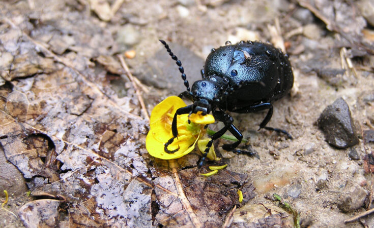 Foto: Clemens M. Brandstetter/GFDL