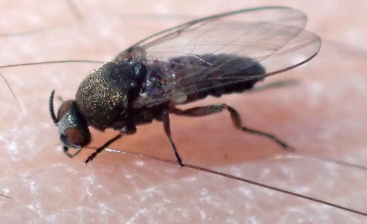 Foto: Saryu Mae/CC BY 4.0