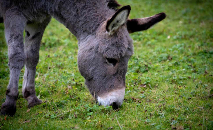 Foto: pixabay.com/Freddy