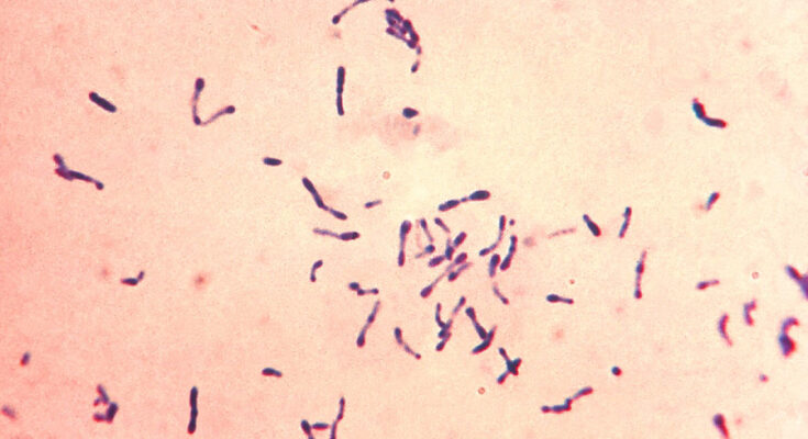 Foto: Public Health Image Library (PHIL)