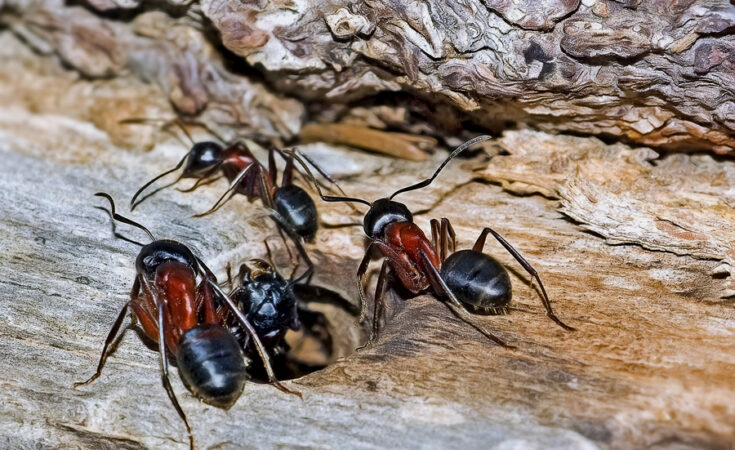 Symbolbild. Foto: pixabay.com/HardyS