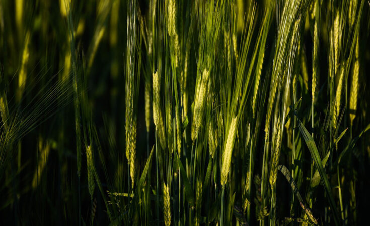 Foto: pixabay.com/Thomas Meyer