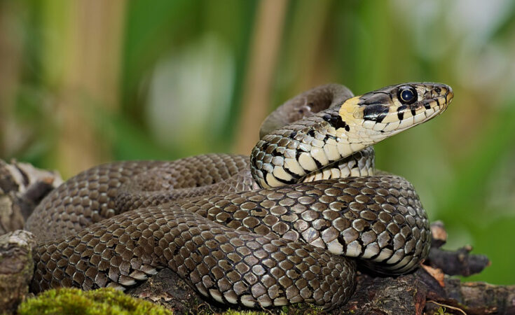 Foto: Andreas Eichler/CC BY-SA 4.0