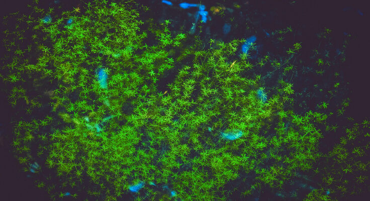 Foto: pixabay.com/Couleur