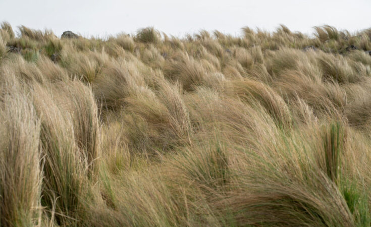 Foto: pexels.com/Tomás Asurmendi