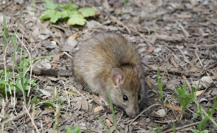 Foto: pixabay.com/Stefan Werner