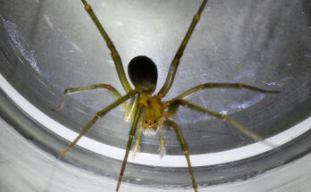 Foto: Dropus/CC BY-SA 4.0