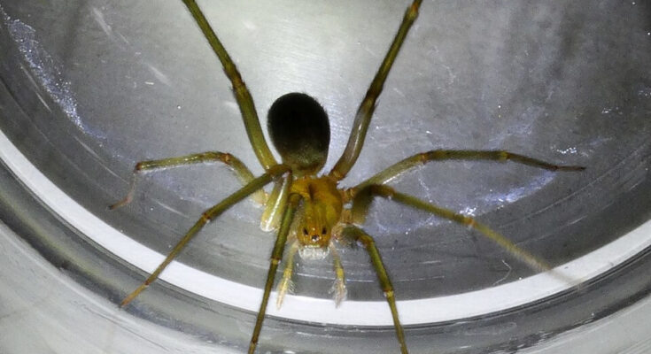 Foto: Dropus/CC BY-SA 4.0