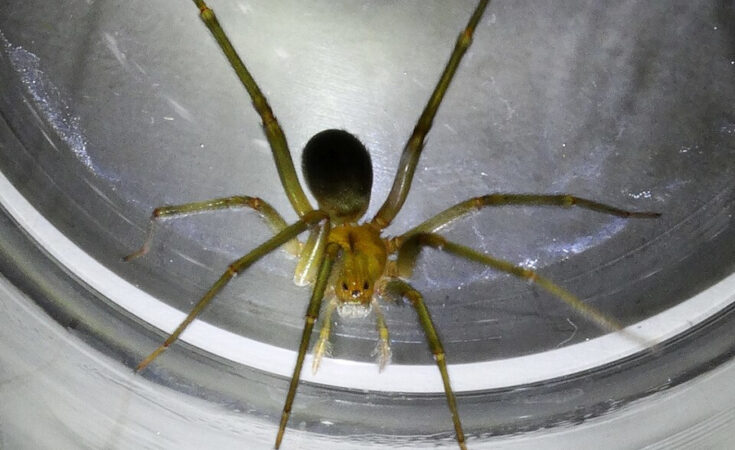 Foto: Dropus/CC BY-SA 4.0