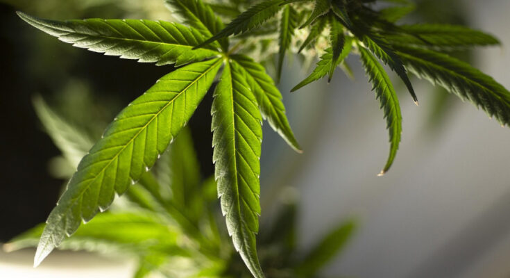 Foto: pixabay.com/Erin Stone