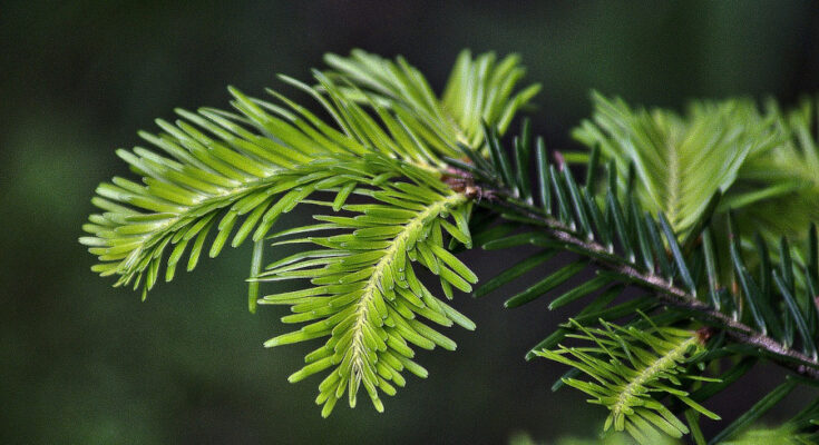 Foto: pixabay.com/Bronisław Dróżka