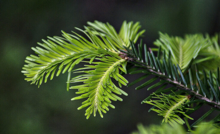 Foto: pixabay.com/Bronisław Dróżka