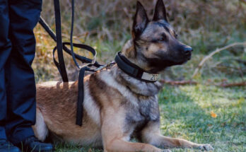 Foto: Hauptzollamt Osnabrück