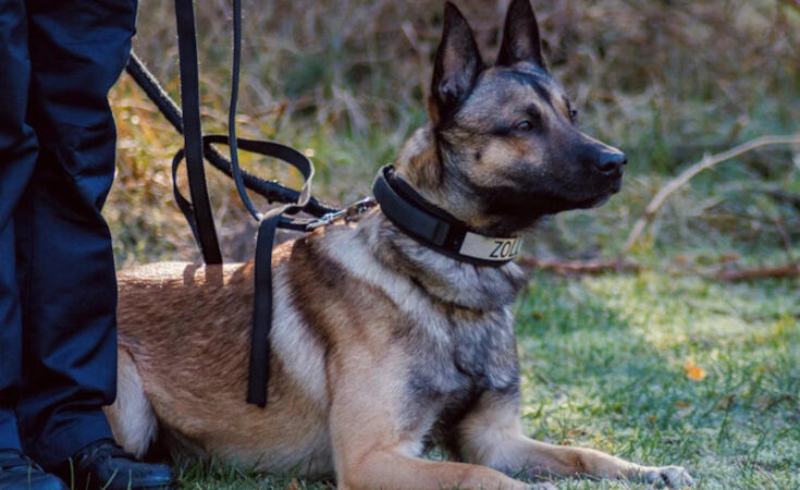 Foto: Hauptzollamt Osnabrück