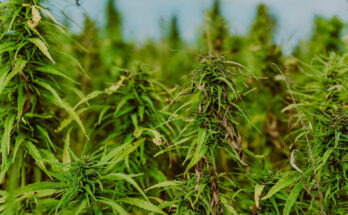 Symbolbild. Foto: pixabay.com/Hagar Lotte Geyer