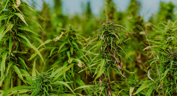 Symbolbild. Foto: pixabay.com/Hagar Lotte Geyer