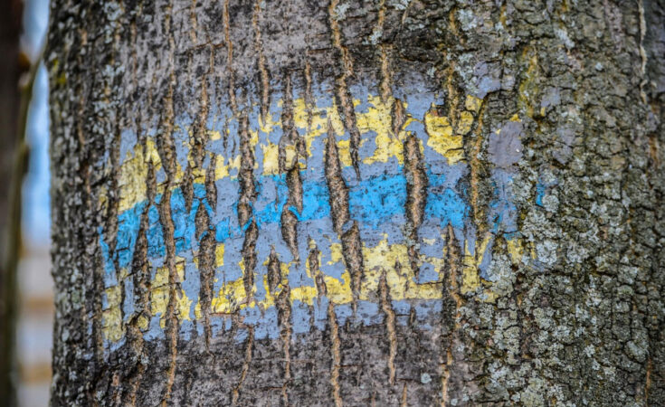 Foto: pixabay.com/Mirosław i Joanna Bucholc