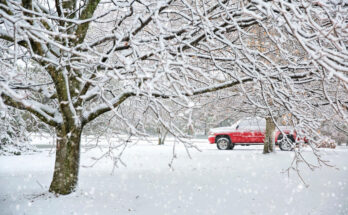 Foto: pixabay.com/Jill Wellington