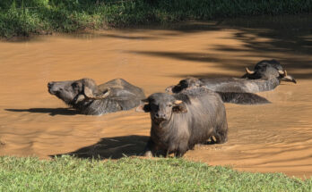 Foto: Horacio Cambeiro/CC BY-SA 4.0