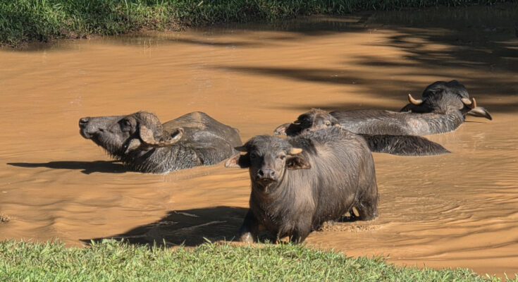 Foto: Horacio Cambeiro/CC BY-SA 4.0