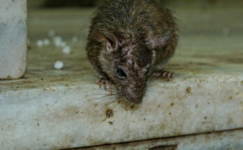 Foto: pixabay.com/Volker Glätsch