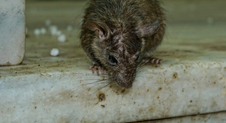 Foto: pixabay.com/Volker Glätsch