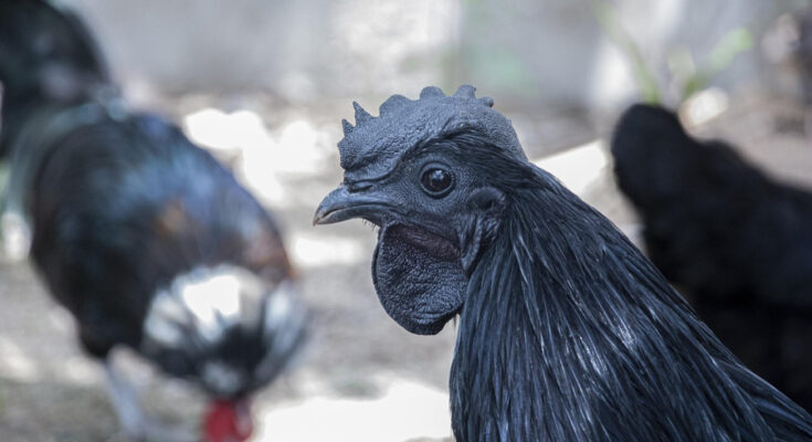 Foto: pixabay.com/Jay Ns