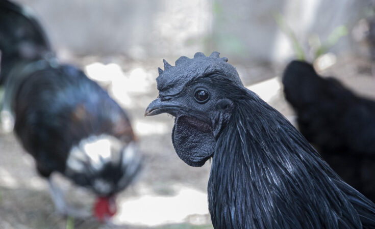 Foto: pixabay.com/Jay Ns