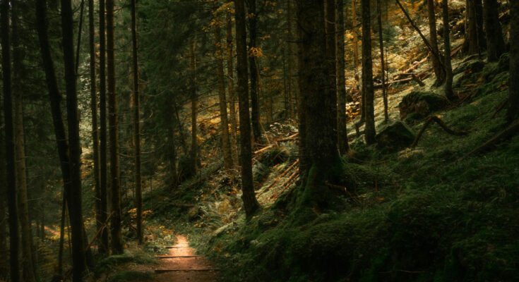 Foto: pexels.com/Derek Sutton