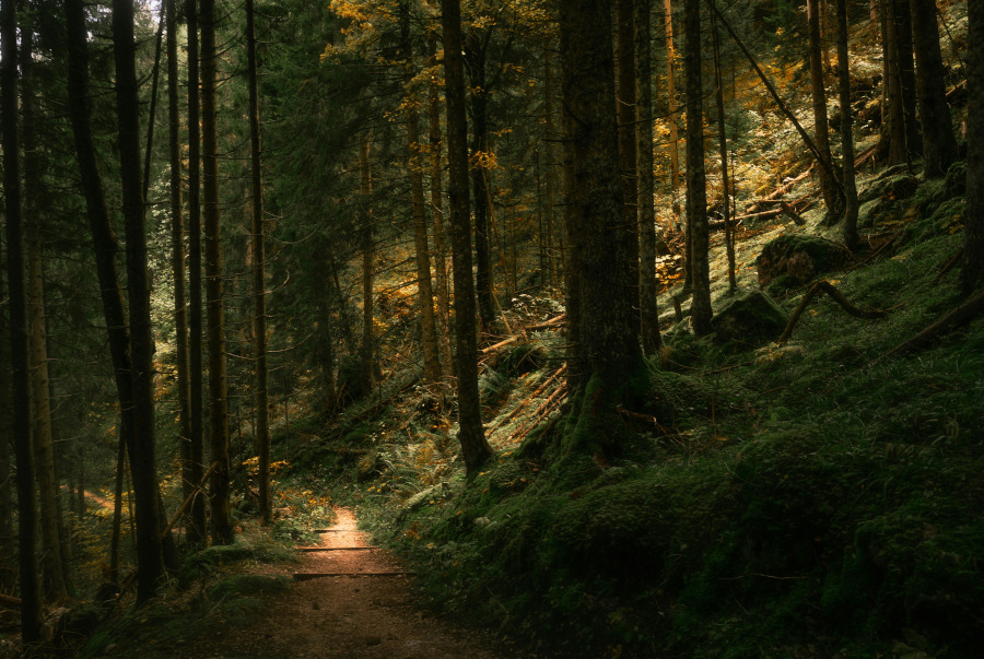 Foto: pexels.com/Derek Sutton