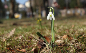 Foto: pixabay.com/Duc Thang Pham