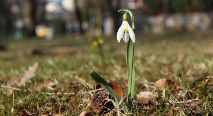 Foto: pixabay.com/Duc Thang Pham