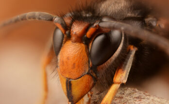 Foto: Gilles San Martin/CC BY-SA 2.0