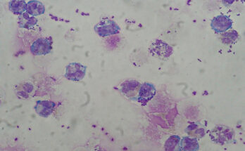 Foto: Paulo Henrique Orlandi Mourao/CC BY-SA 3.0