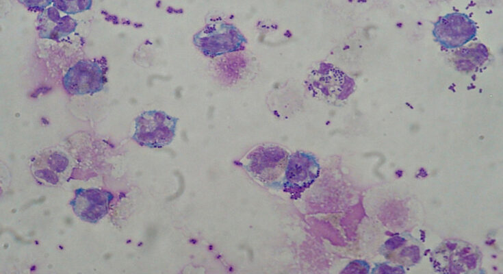 Foto: Paulo Henrique Orlandi Mourao/CC BY-SA 3.0