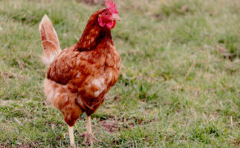 Foto: pixabay.com/Manfred Richter