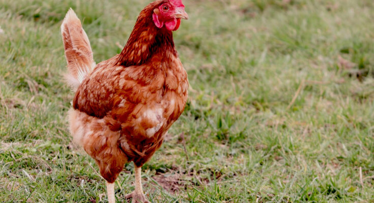 Foto: pixabay.com/Manfred Richter