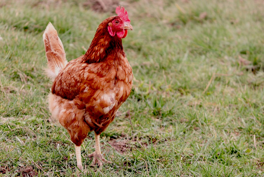 Foto: pixabay.com/Manfred Richter